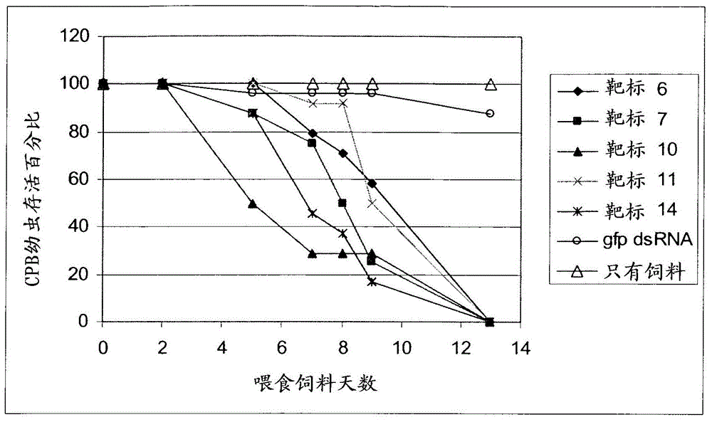 DsRNA as insect control agent