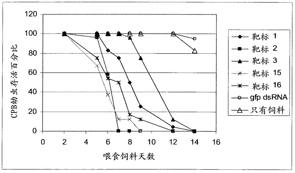 DsRNA as insect control agent