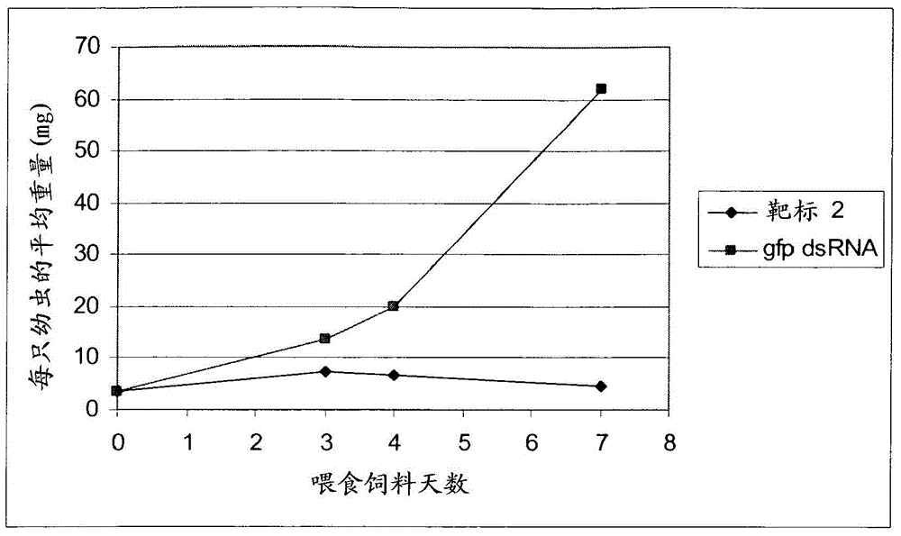 DsRNA as insect control agent