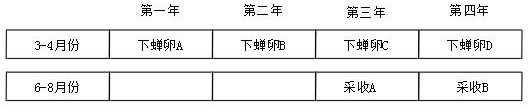 Three-dimensional golden cicada and grape cultivation method