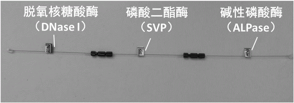 Cascade enzyme reactor for enzymatically digesting DNA into mononucleoside