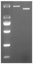 Preparation method of H7N9 pseudoviruses and applications of H7N9 pseudoviruses