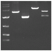 Preparation method of H7N9 pseudoviruses and applications of H7N9 pseudoviruses