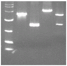 Preparation method of H7N9 pseudoviruses and applications of H7N9 pseudoviruses