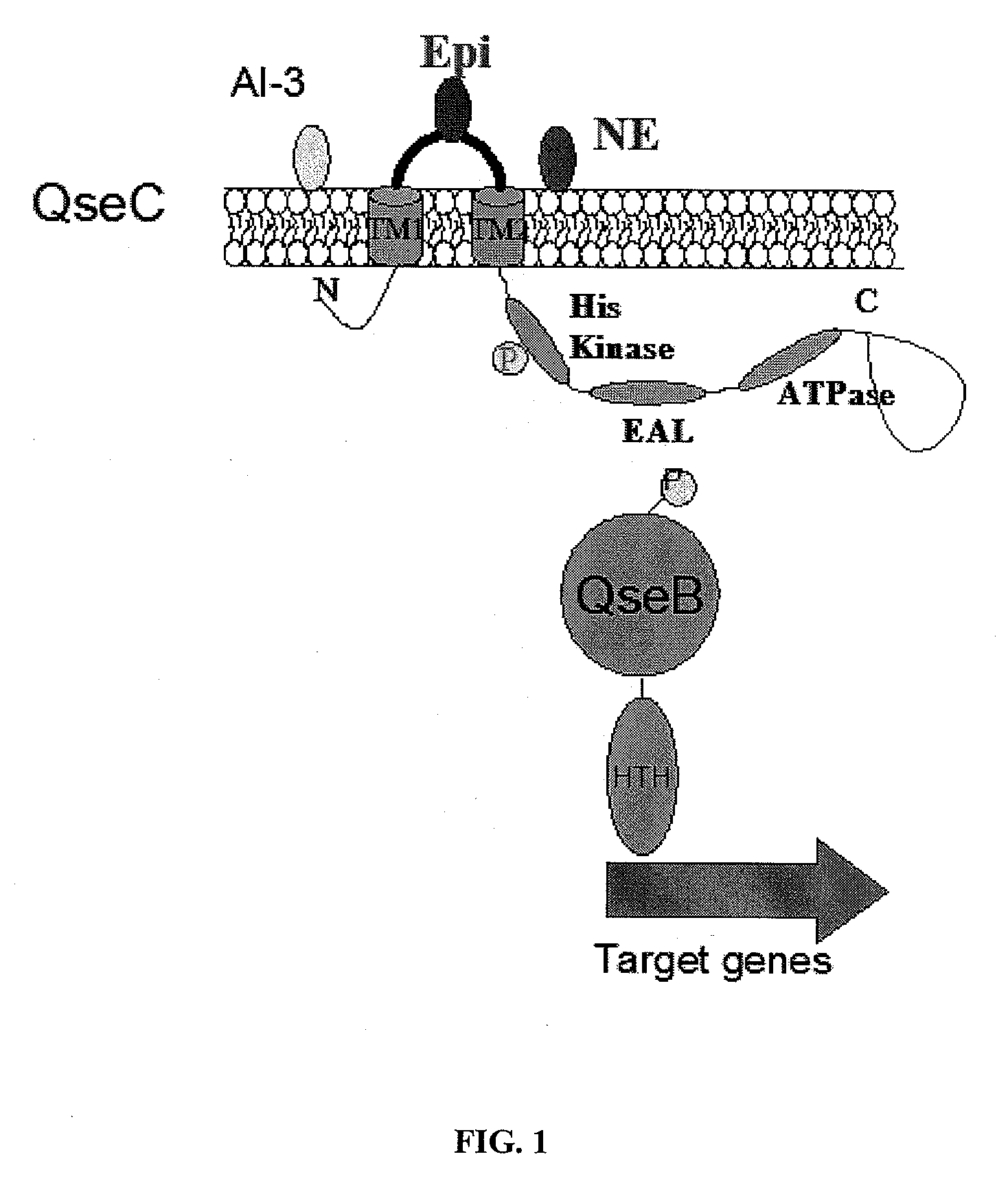 Methods of Inhibiting Bacterial Virulence and Compounds Relating Thereto