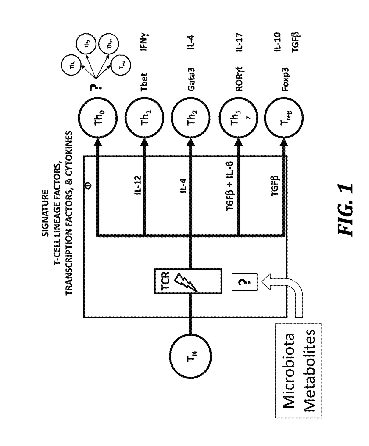 Using microbiota metabolites to differentiate naïve t-cells and related methods to induce or prevent inflammatory conditions