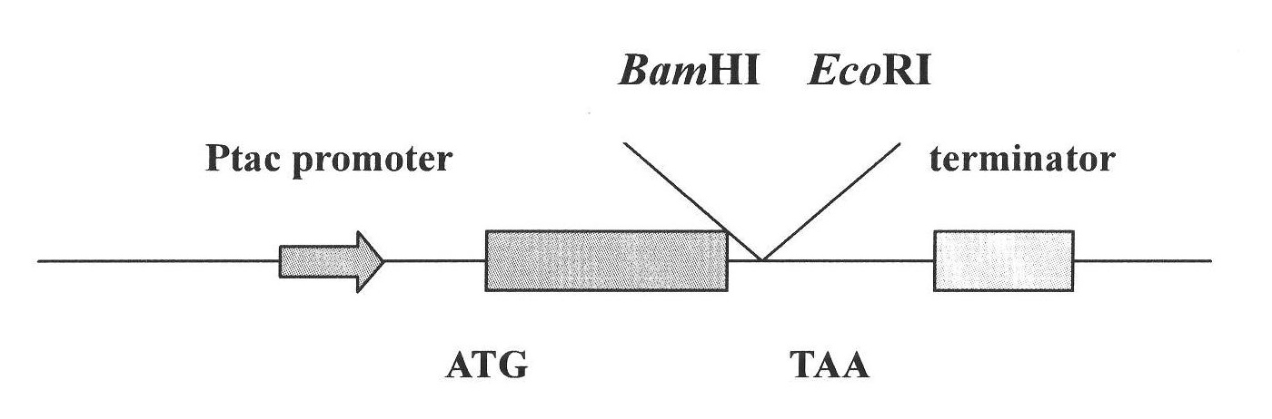 Method for constructing in-vitro aggregation model of associated protein polyQ of Huntington's disease