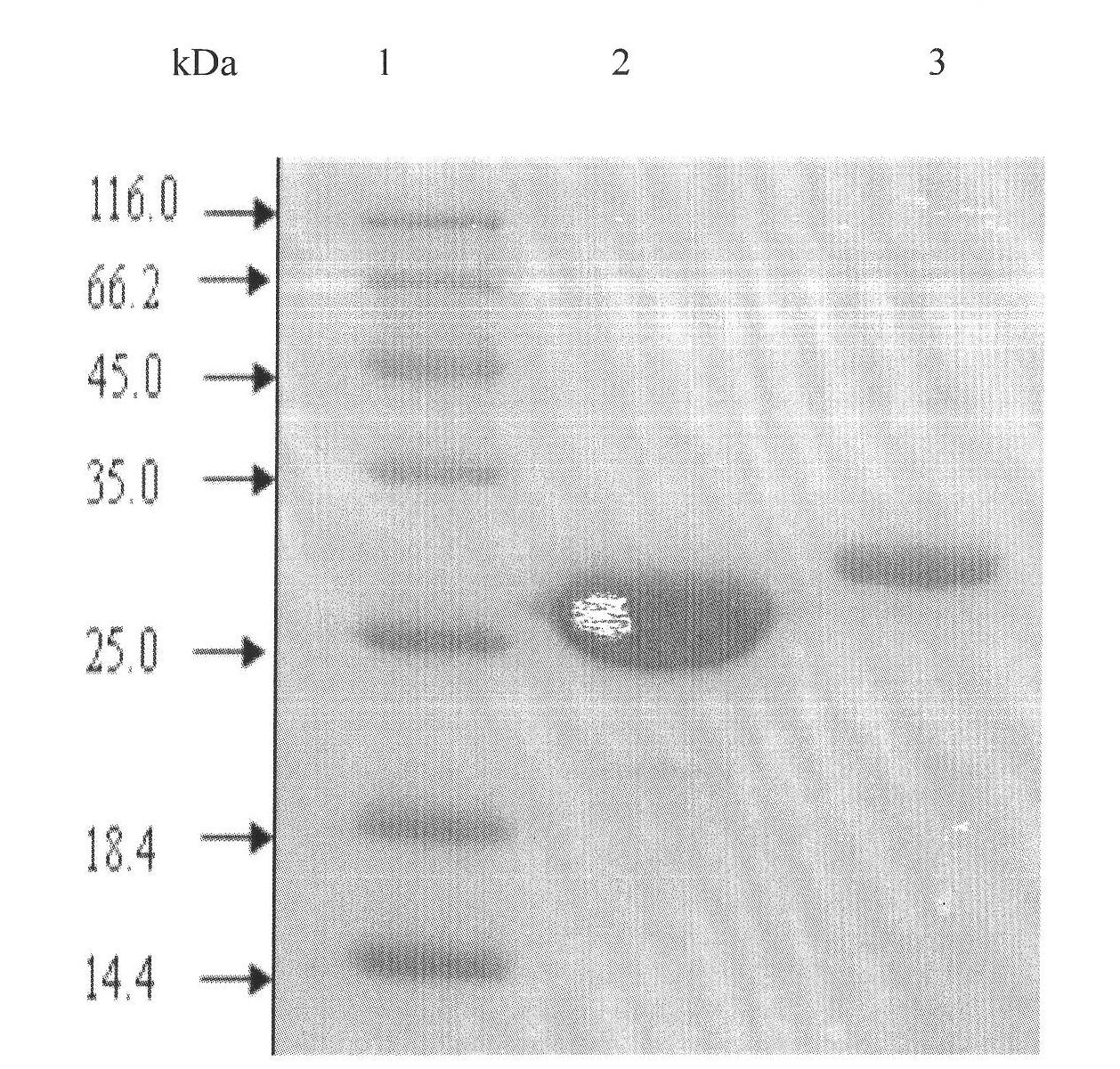 Method for constructing in-vitro aggregation model of associated protein polyQ of Huntington's disease