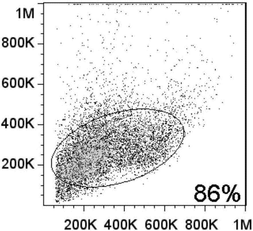 CD117-based chimeric antigen receptor (CAR) and application thereof