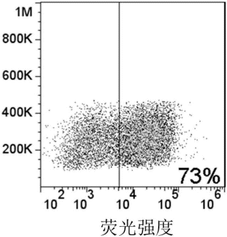 CD117-based chimeric antigen receptor (CAR) and application thereof