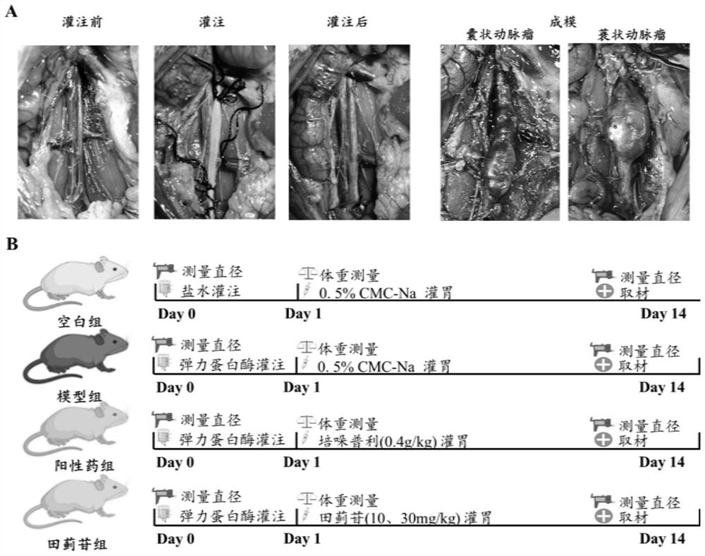 Application of tilianin in preventive protection medicine for abdominal aortic aneurysm