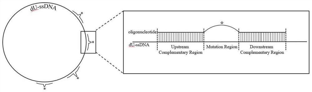 A method for improving the mutation efficiency of kunkel reaction