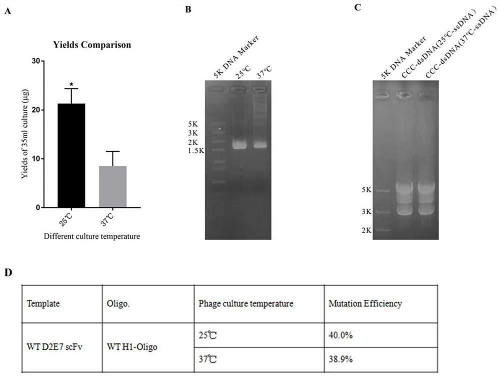 A method for improving the mutation efficiency of kunkel reaction