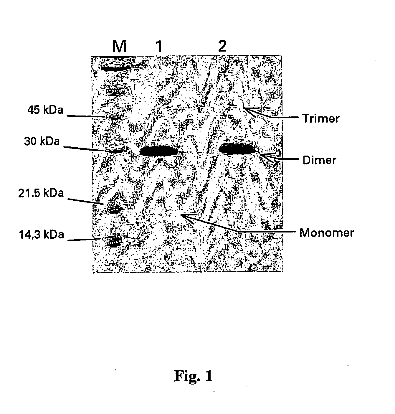 Muteins of placental growth factor type 1, preparation method and application thereof