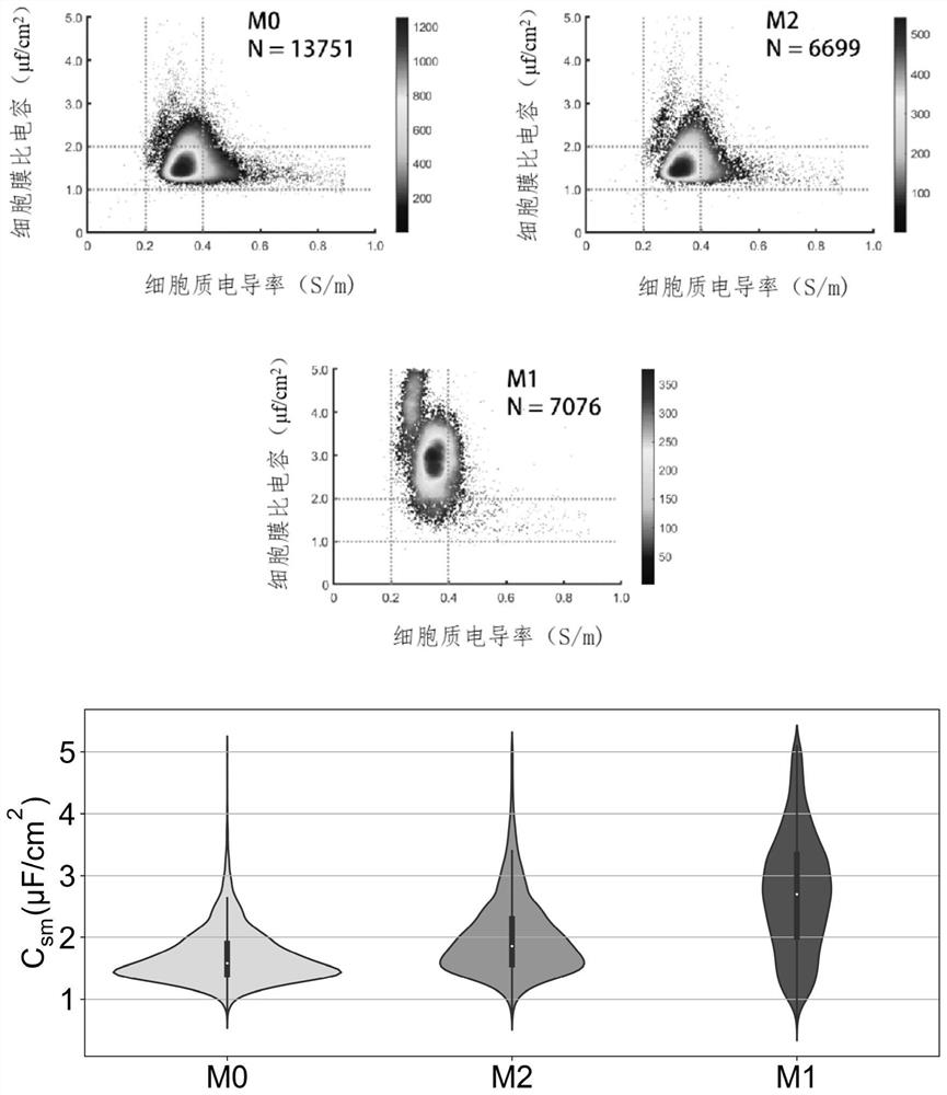 Identification method and application of M1 type macrophages