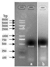 Method for improving biological Helicoverpa armigera prevention and control effect of nuclear polyhedrosis viruses (NPVs)