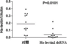 Method for improving biological Helicoverpa armigera prevention and control effect of nuclear polyhedrosis viruses (NPVs)