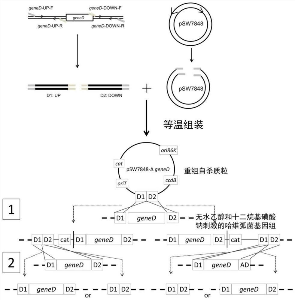 Site-specific gene knockout method of vibrio harveyi based on absolute ethyl alcohol or sodium dodecyl sulfate stimulation