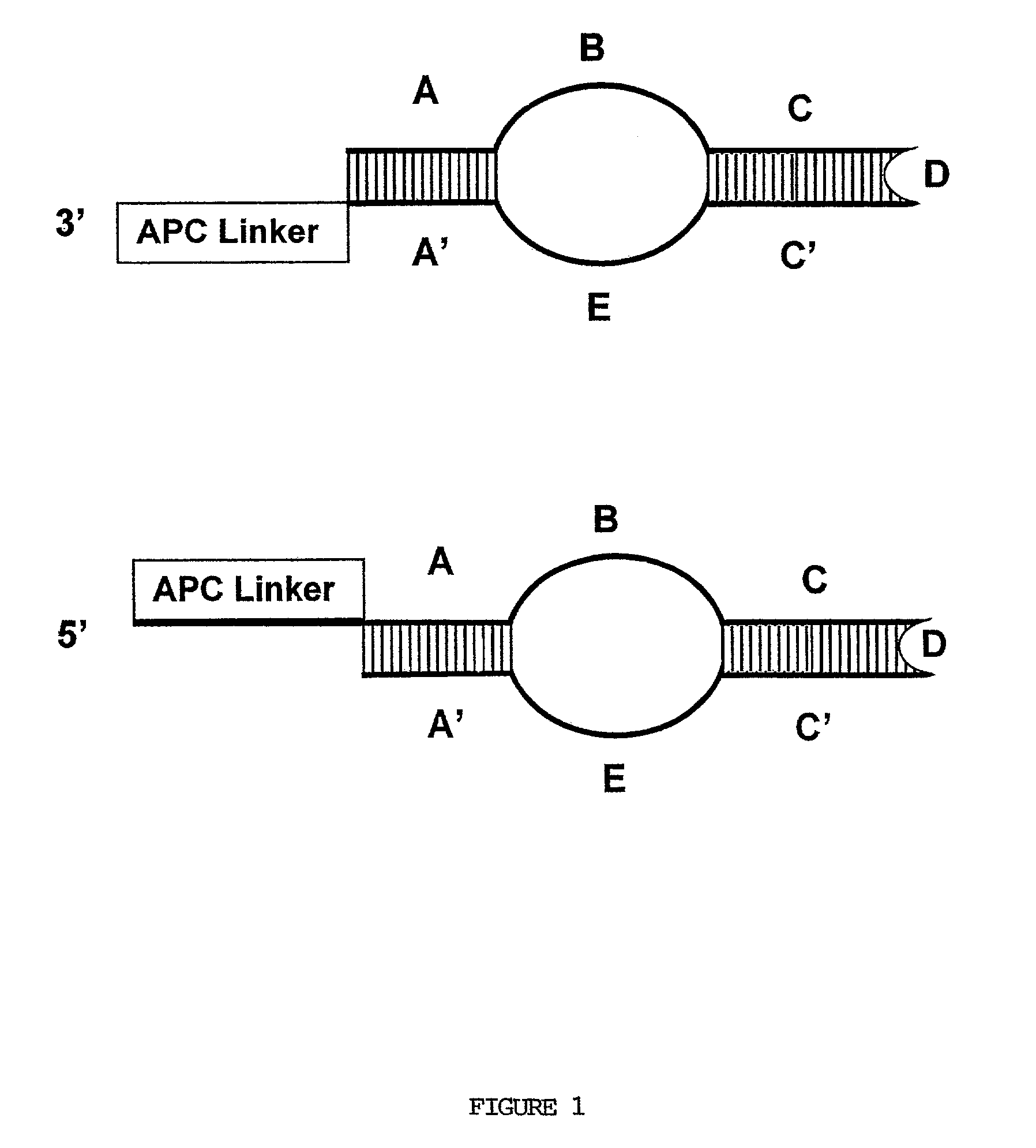 Molecular detection systems utilizing reiterative oligonucleotide synthesis