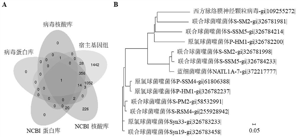 A kind of detection method of apple mosaic disease