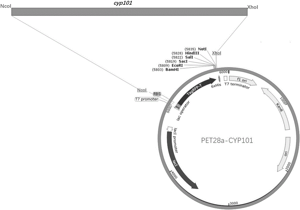 CYP101 enzyme recombinant vector, construction method thereof and CYP101 enzyme high-efficiency expression and purification method