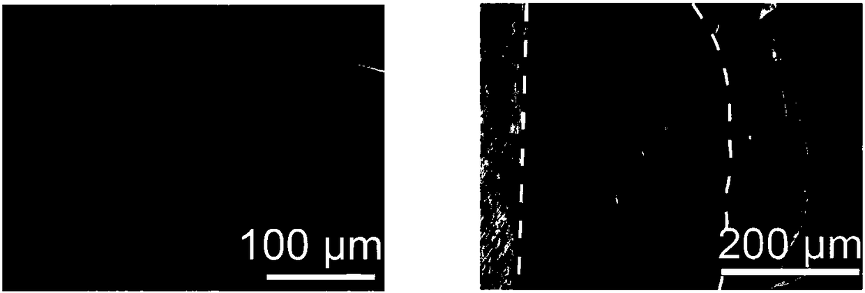 Composite lithium metal anode