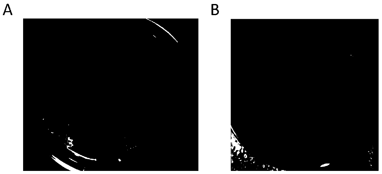 A lead-adsorbing and heavy metal-tolerant bacterium and its application