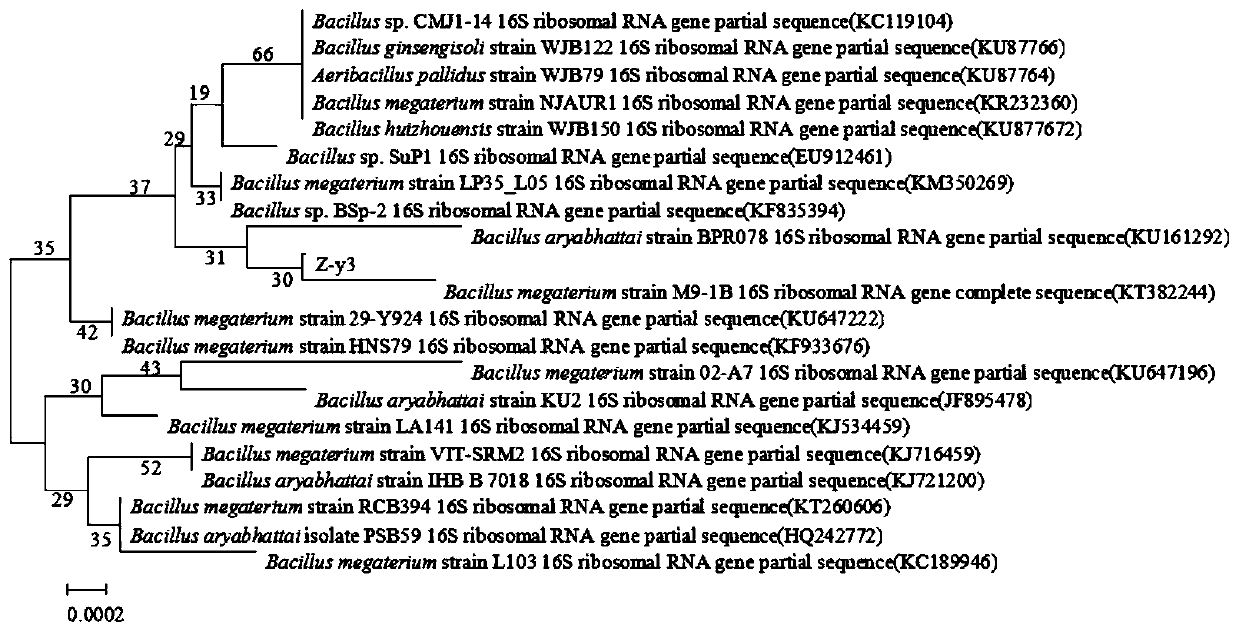 A lead-adsorbing and heavy metal-tolerant bacterium and its application