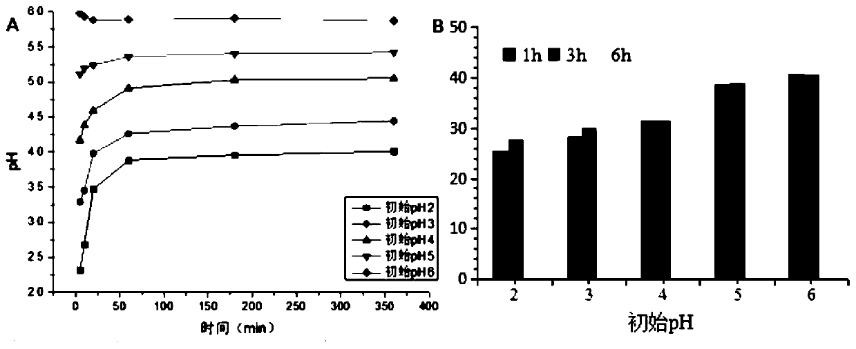 A lead-adsorbing and heavy metal-tolerant bacterium and its application