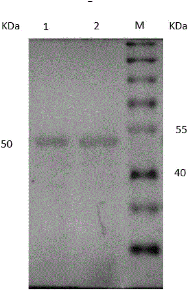 Eimeria tenella microneme protein-2 mutant EtMIC2-1130 of chickens