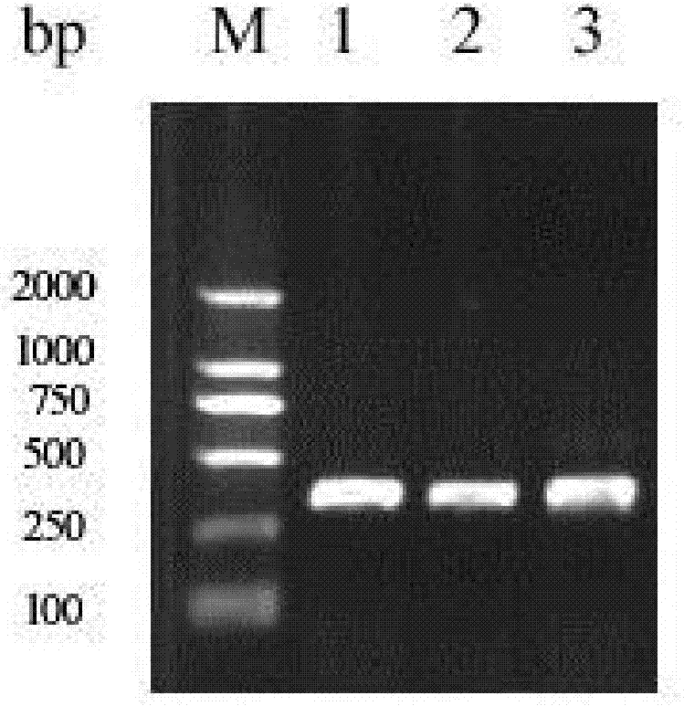 Full-length identification and application of wingless gene of Periplaneta americana