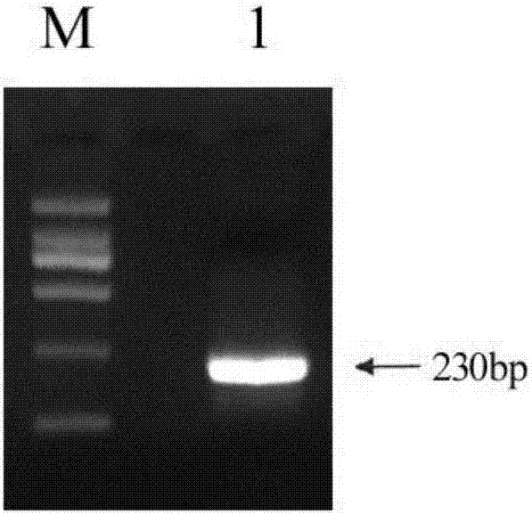 Full-length identification and application of wingless gene of Periplaneta americana