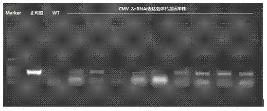 A kind of method for cultivating anti-cucumber mosaic virus plants