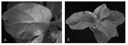 A kind of method for cultivating anti-cucumber mosaic virus plants