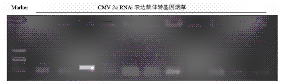 A kind of method for cultivating anti-cucumber mosaic virus plants