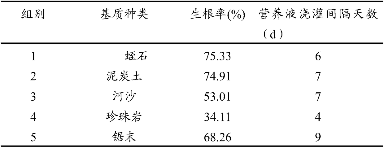 Semi-hydroponics cutting rooting method for lyceum ruthenicm murr