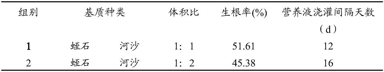 Semi-hydroponics cutting rooting method for lyceum ruthenicm murr