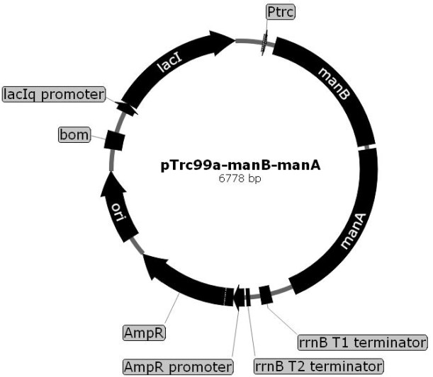 Escherichia coli for producing 2'-fucosyllactose and application thereof