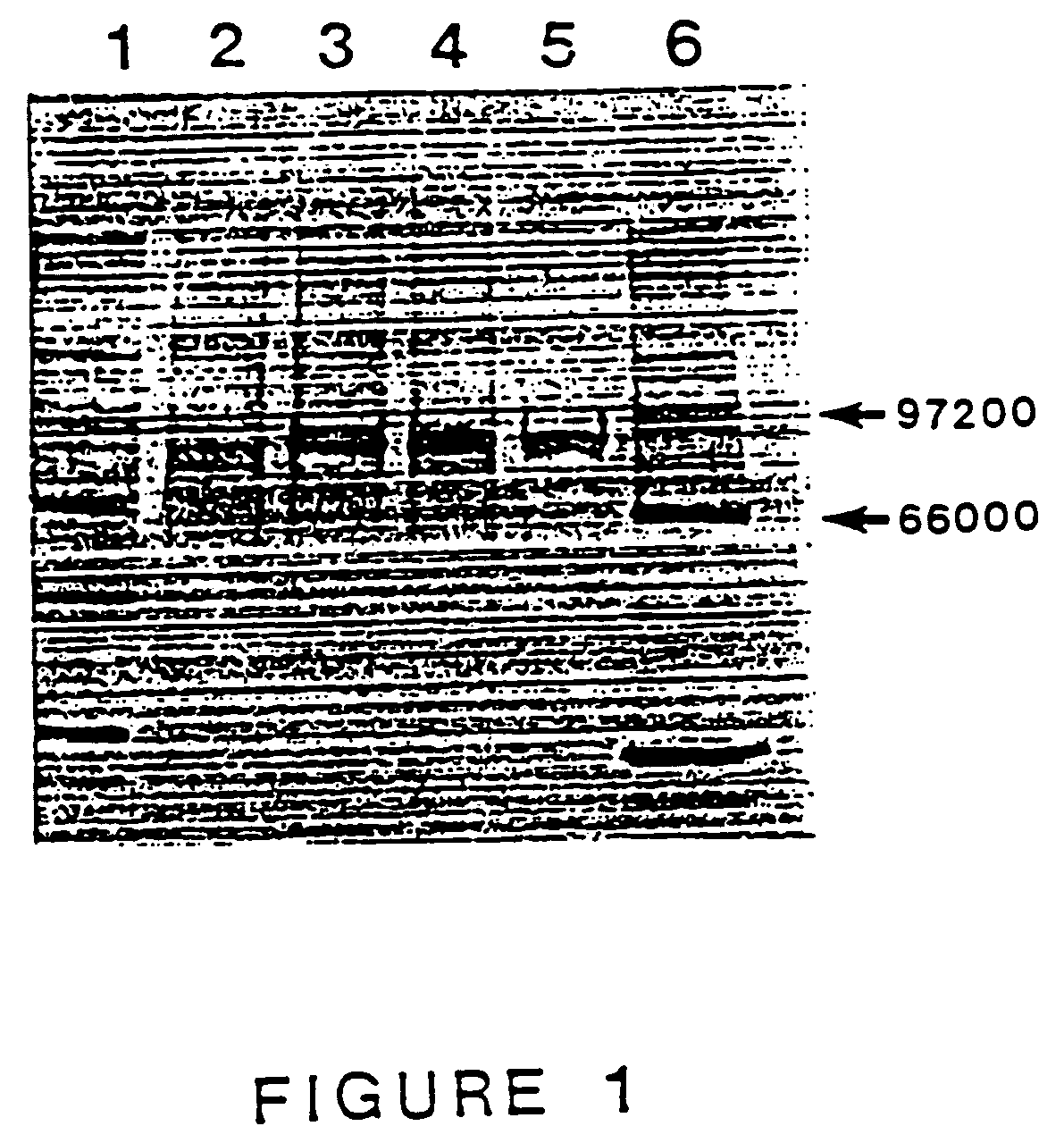 Purified thermostable <i>Pyrococcus furiosus </i>DNA polymerase I