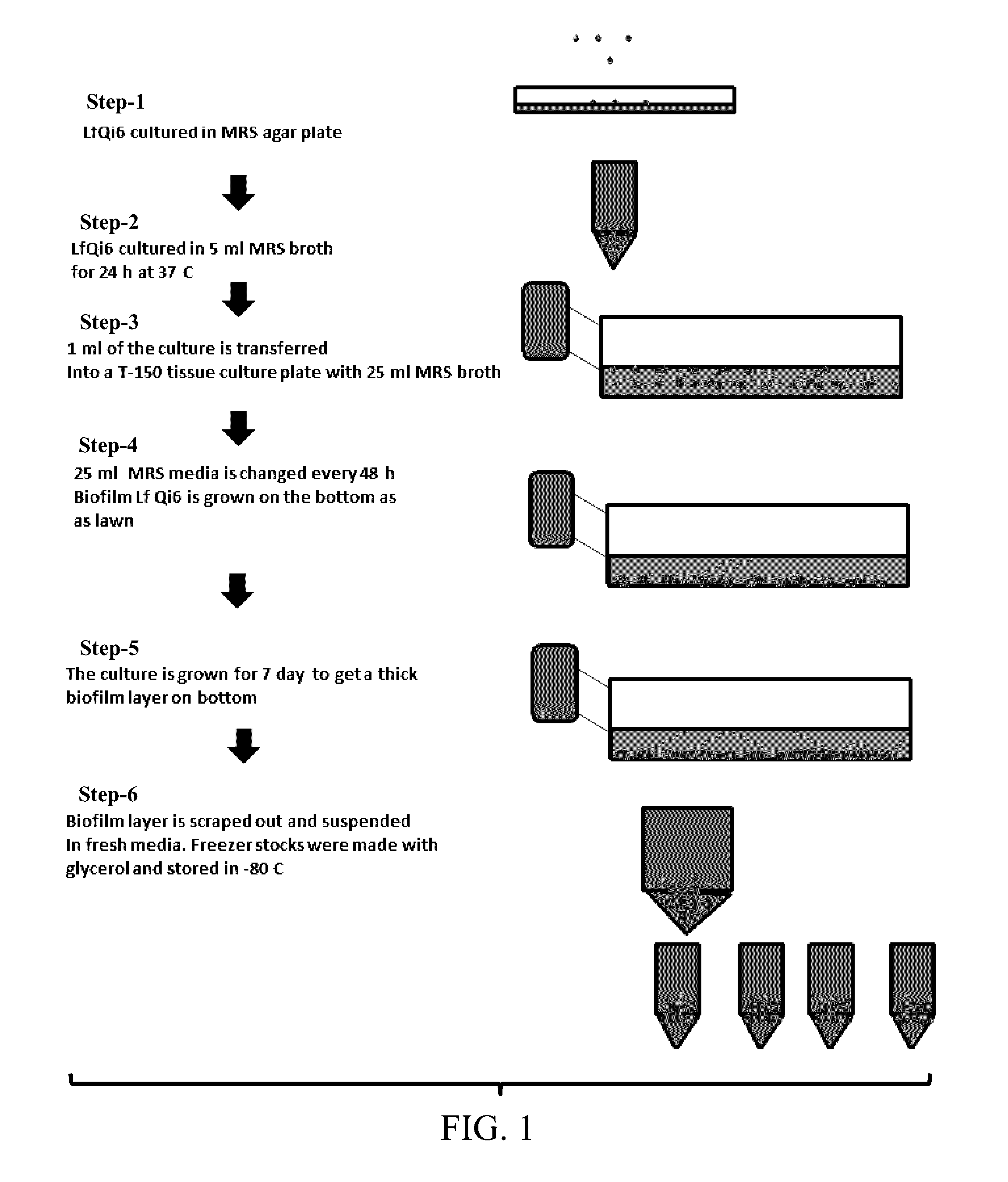 Materials and Methods for Improving Immune Responses and Skin and/or Mucosal Barrier Functions