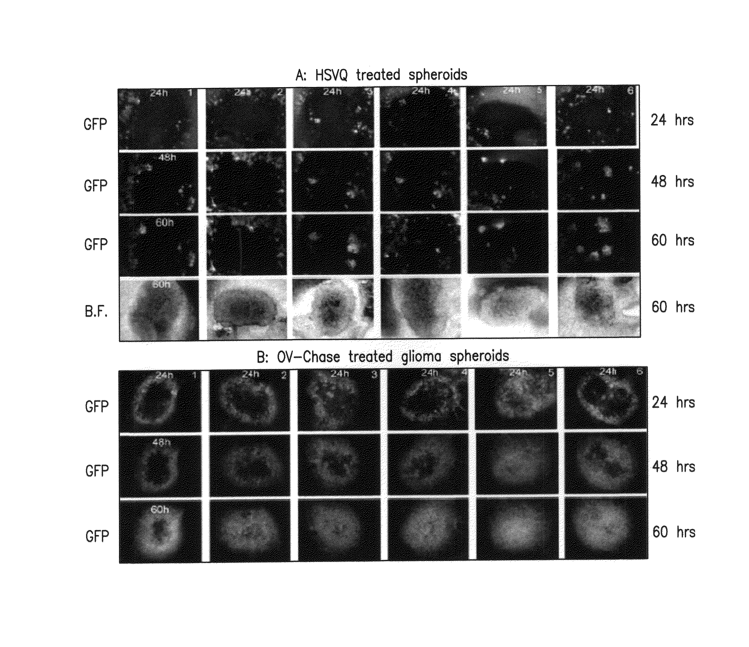 Oncolytic virus