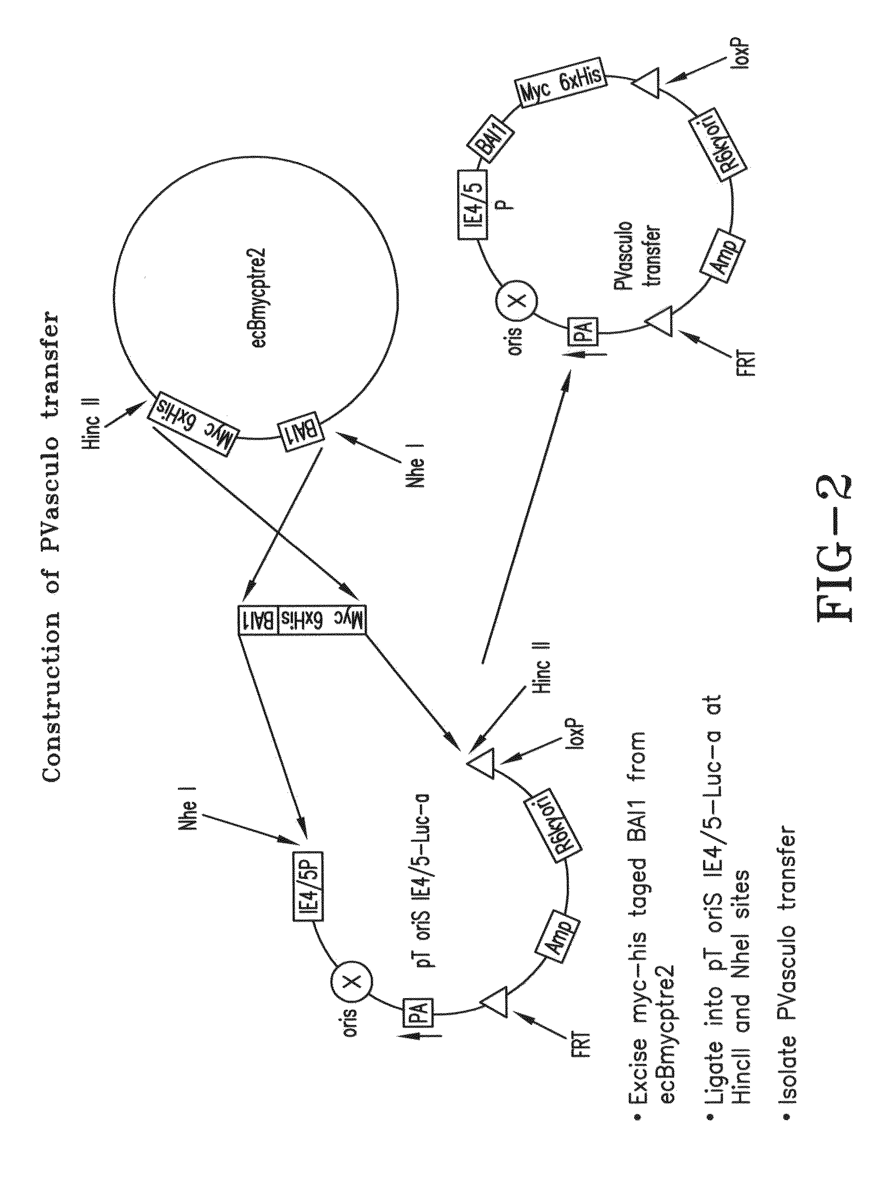 Oncolytic virus