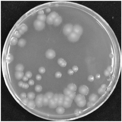 Pseudomonas aeruginosa strain capable of simultaneously controlling tobacco black shank and root black rot and having growth promoting effect and application thereof