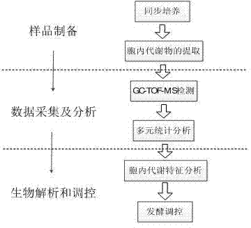 A method for regulating the fermentation process of fumaric acid-producing Rhizopus