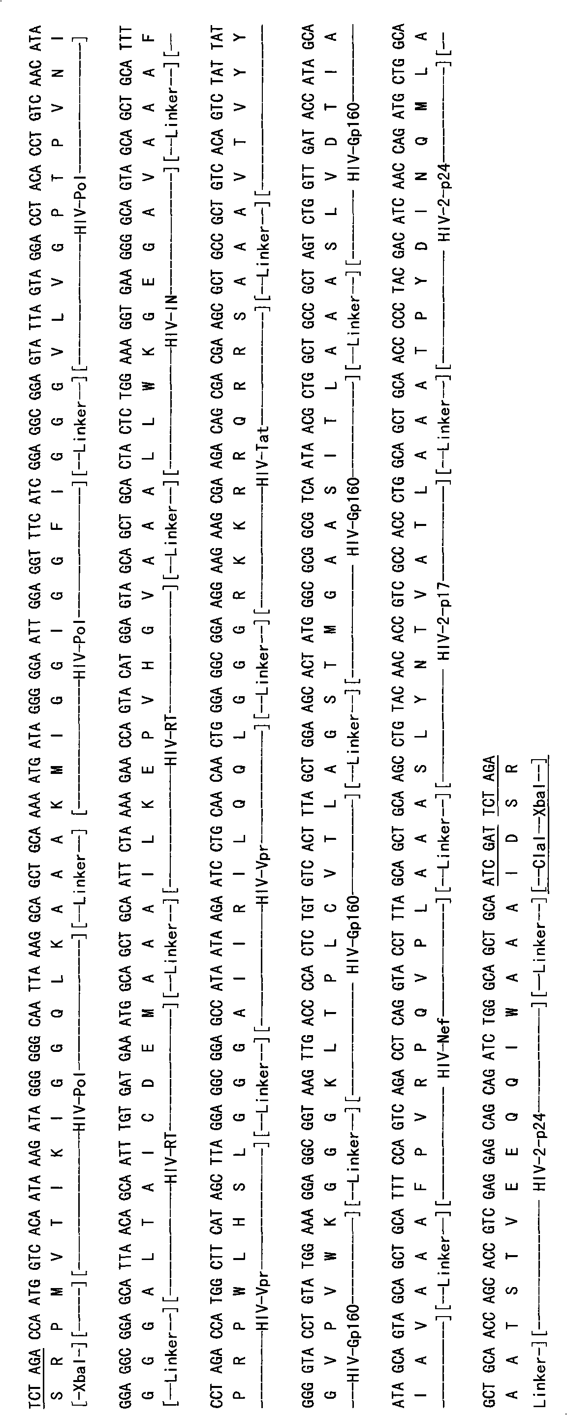 HIV composite multi-epitope DNA vaccine and application thereof