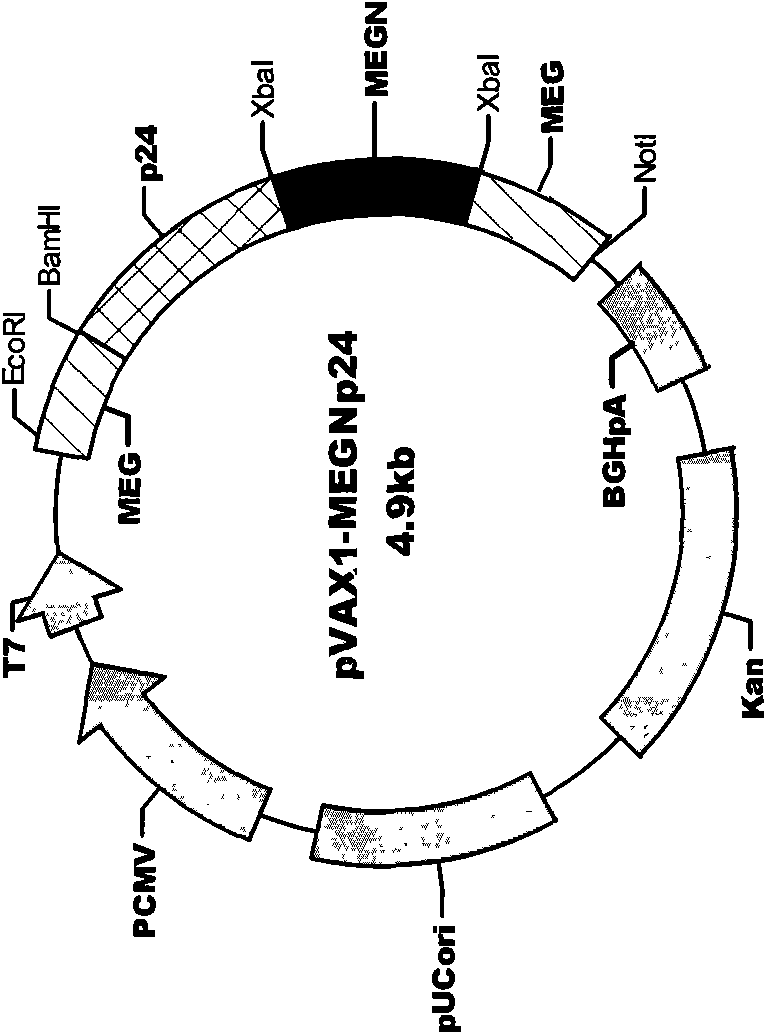 HIV composite multi-epitope DNA vaccine and application thereof