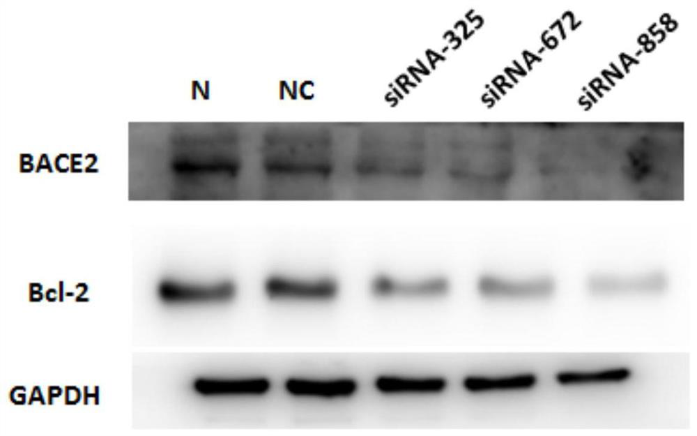 Application of substance for knocking down BACE2 gene expression in tumor resistance and BACE2 inhibitor