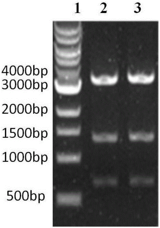 Streptococcus pneumonia fusion protein and vaccine thereof