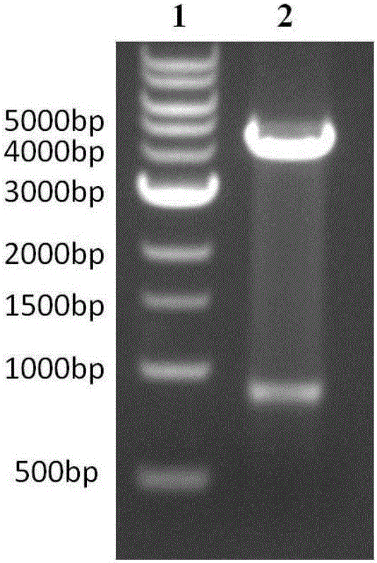 Streptococcus pneumonia fusion protein and vaccine thereof