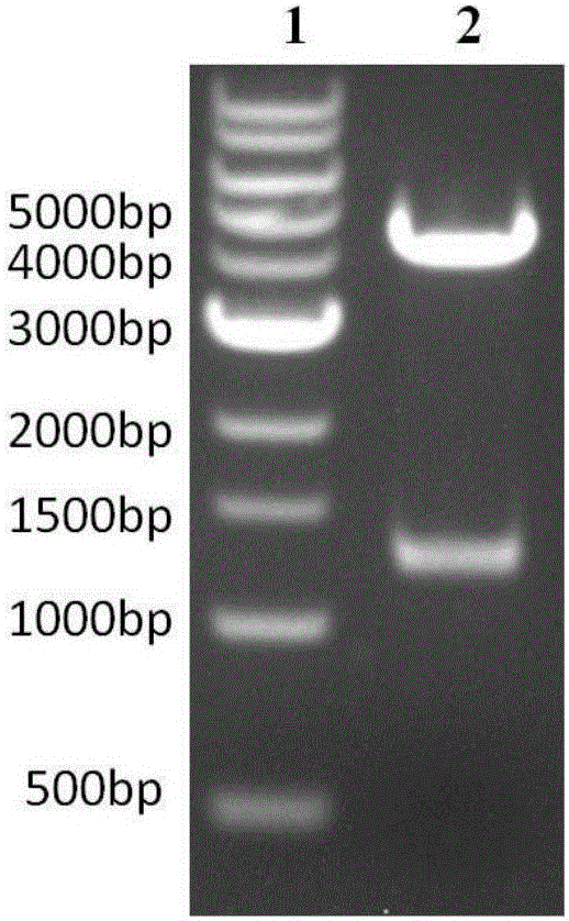 Streptococcus pneumonia fusion protein and vaccine thereof